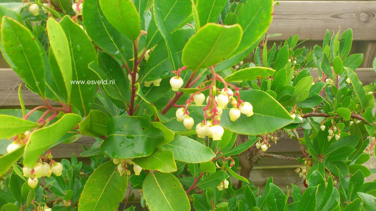 Arbutus andrachnoides