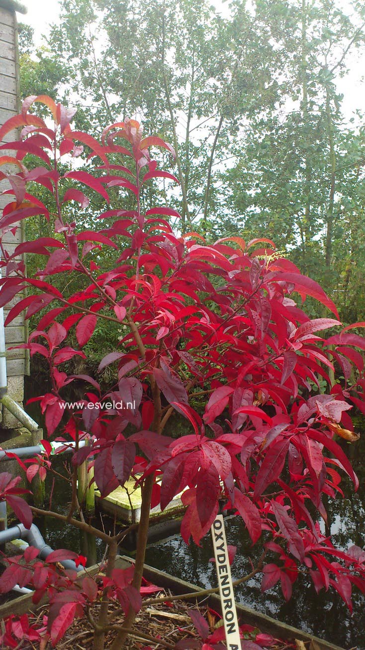 Oxydendrum arboreum