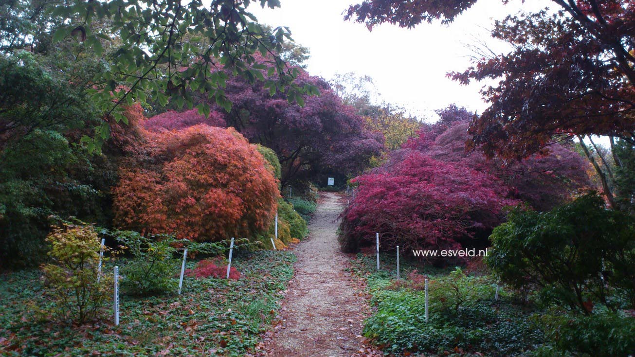 Acer palmatum 'Ornatum'