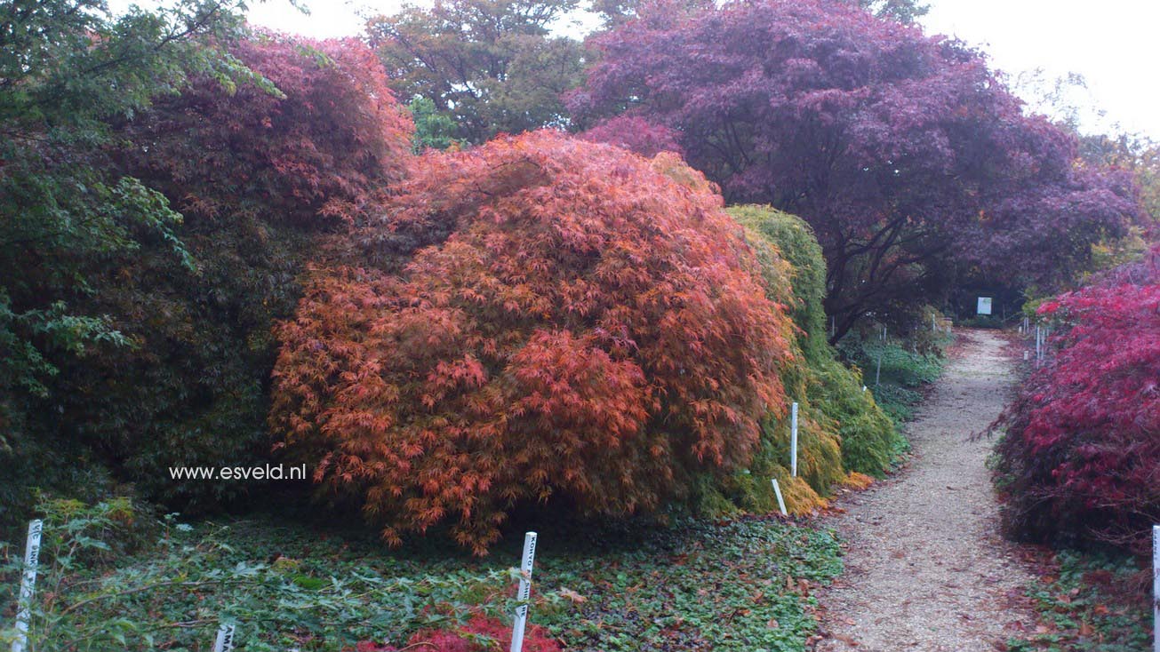 Acer palmatum 'Ornatum'