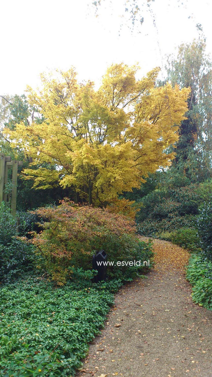 Acer palmatum 'Sango kaku'