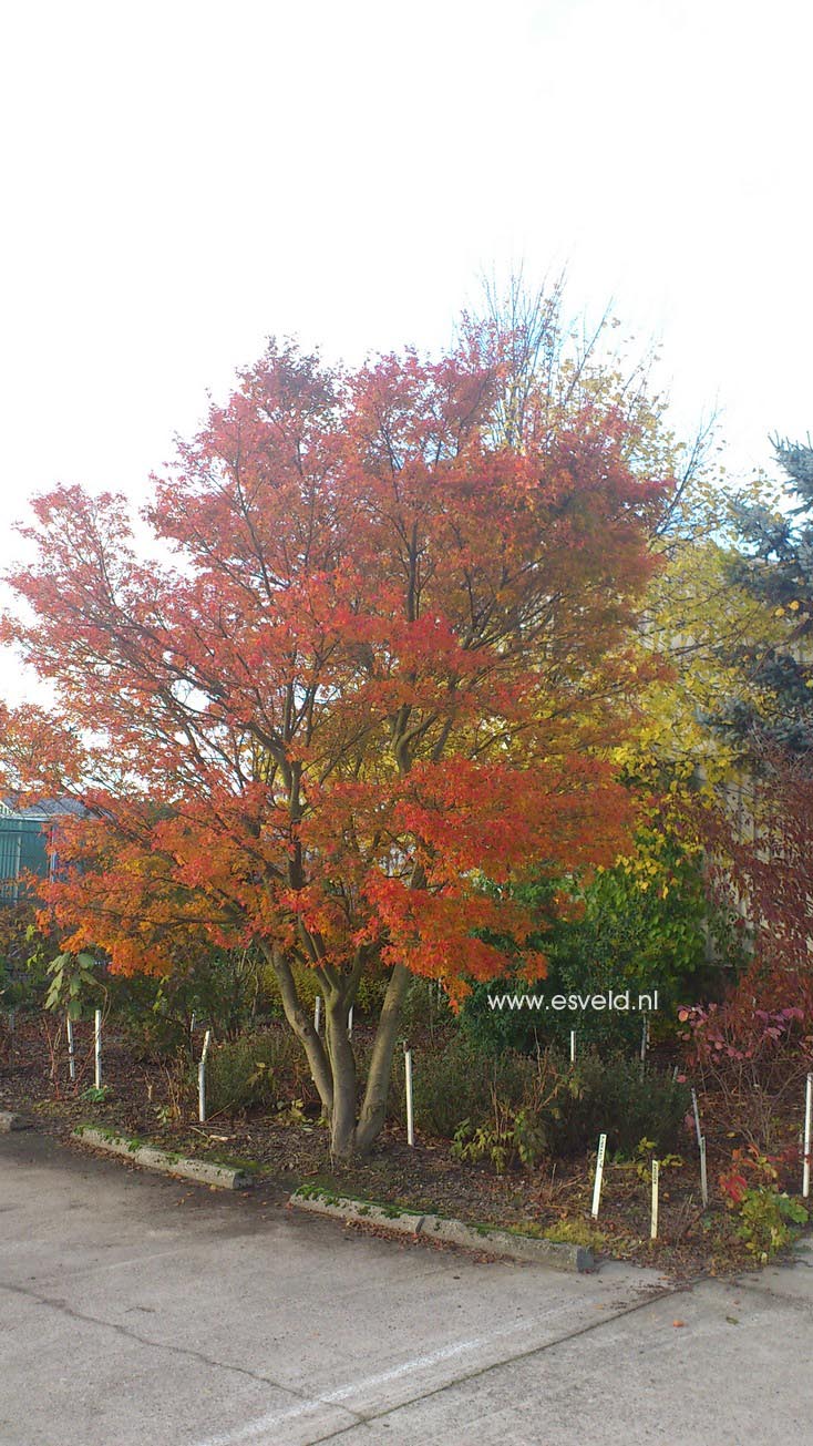 Acer palmatum 'Rising Sun'