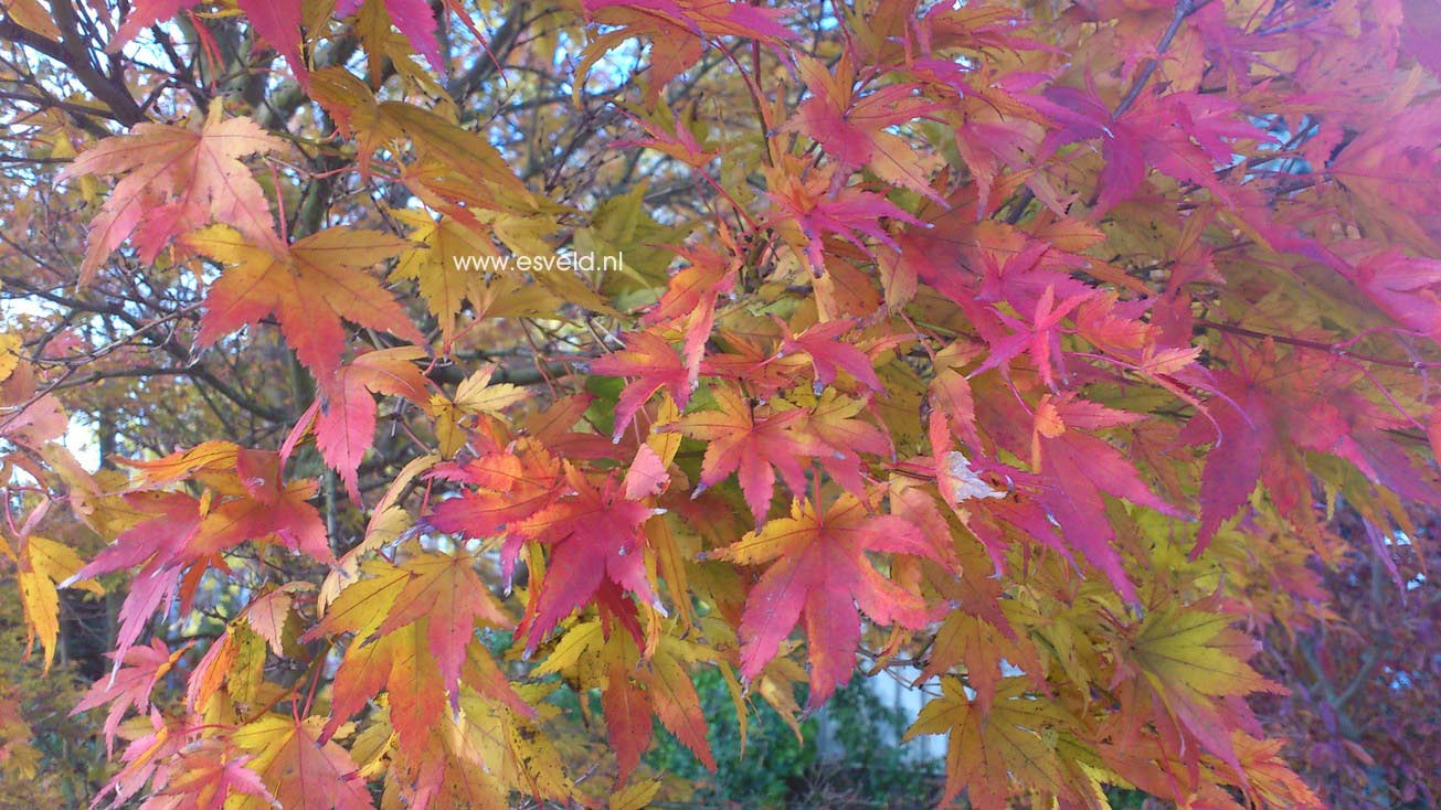 Acer palmatum 'Rising Sun'