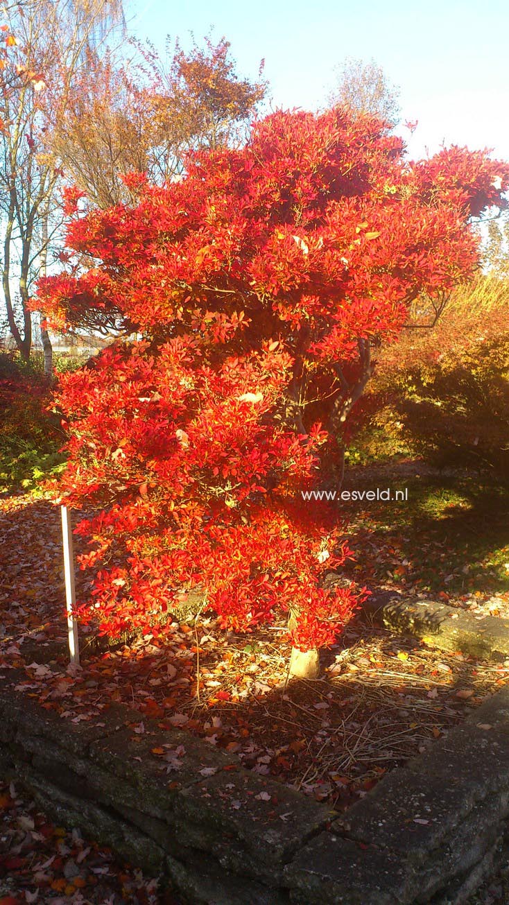 Enkianthus perulatus