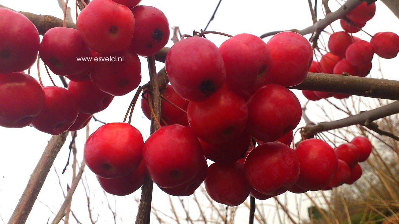 Malus 'Red Sentinel'