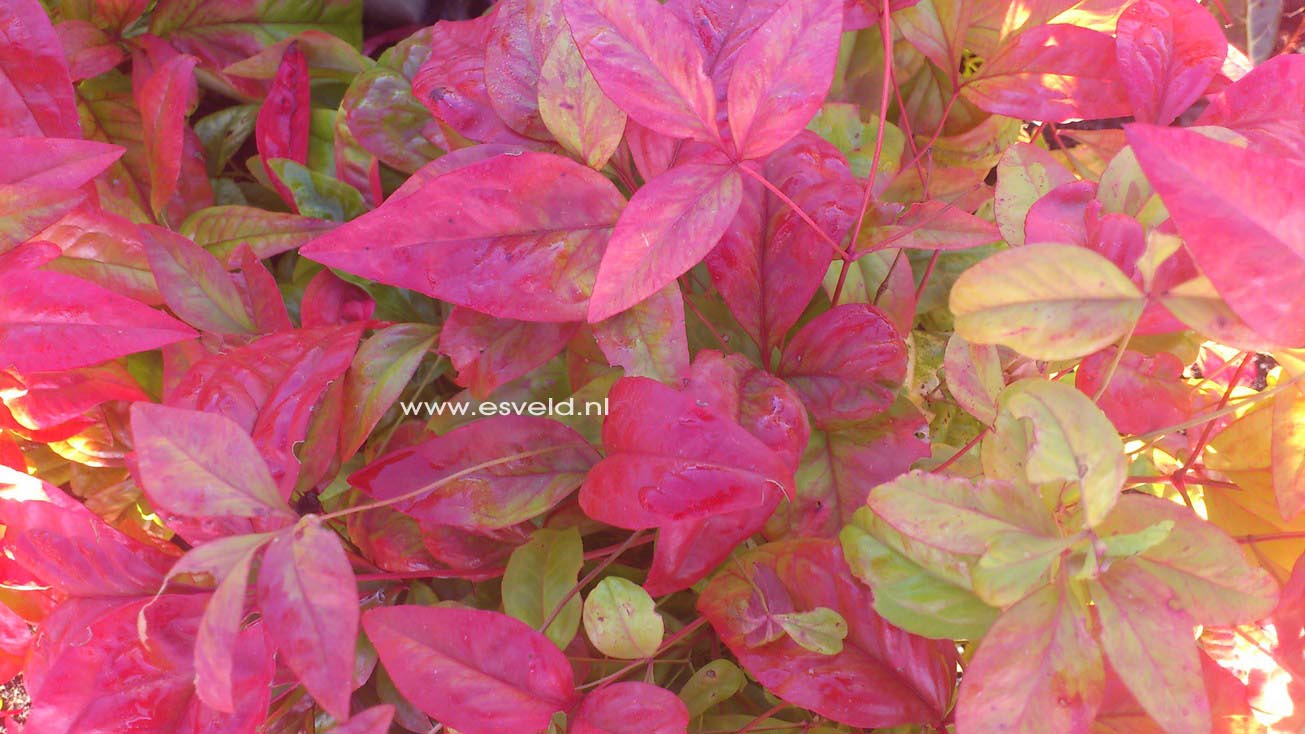 Nandina domestica 'Fire Power'