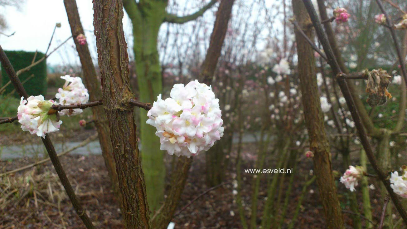 Viburnum bodnantense 'Deben'