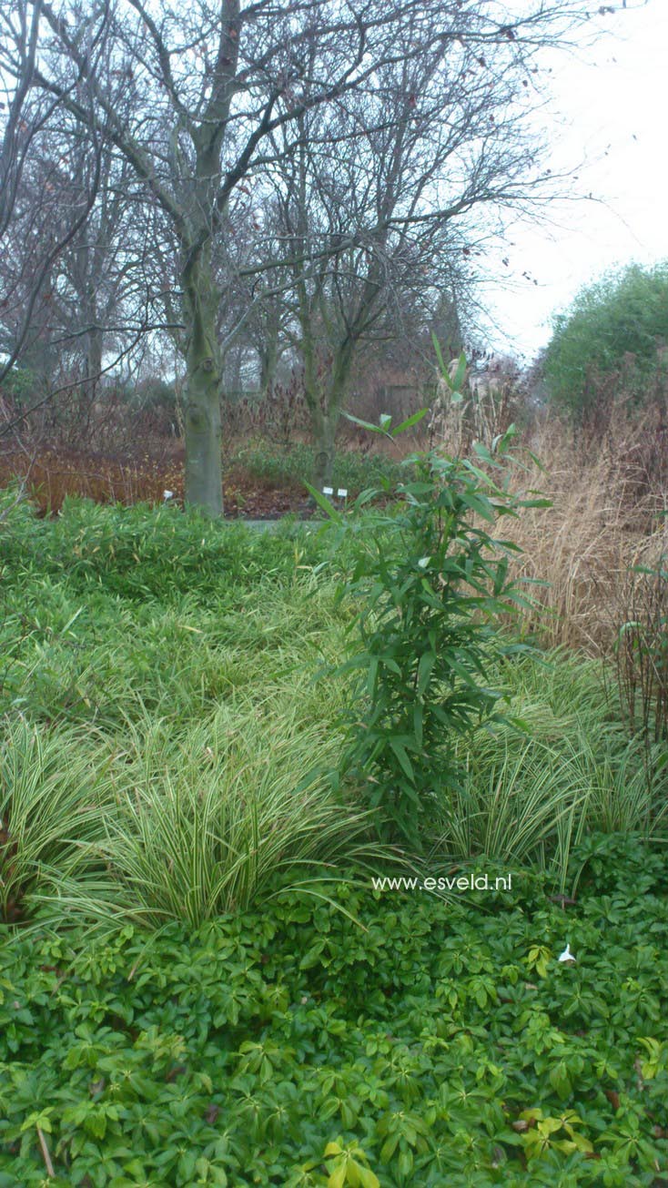 Carex morrowii 'Variegata'