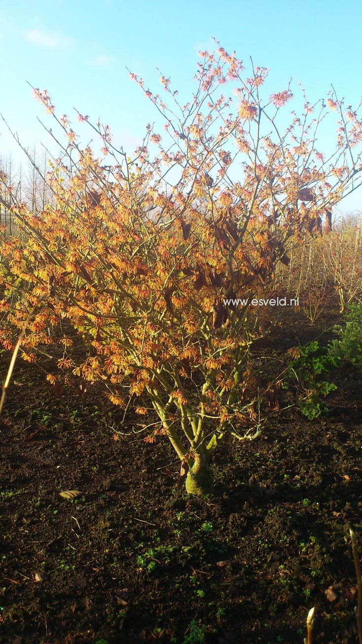 Hamamelis intermedia 'Aurora'