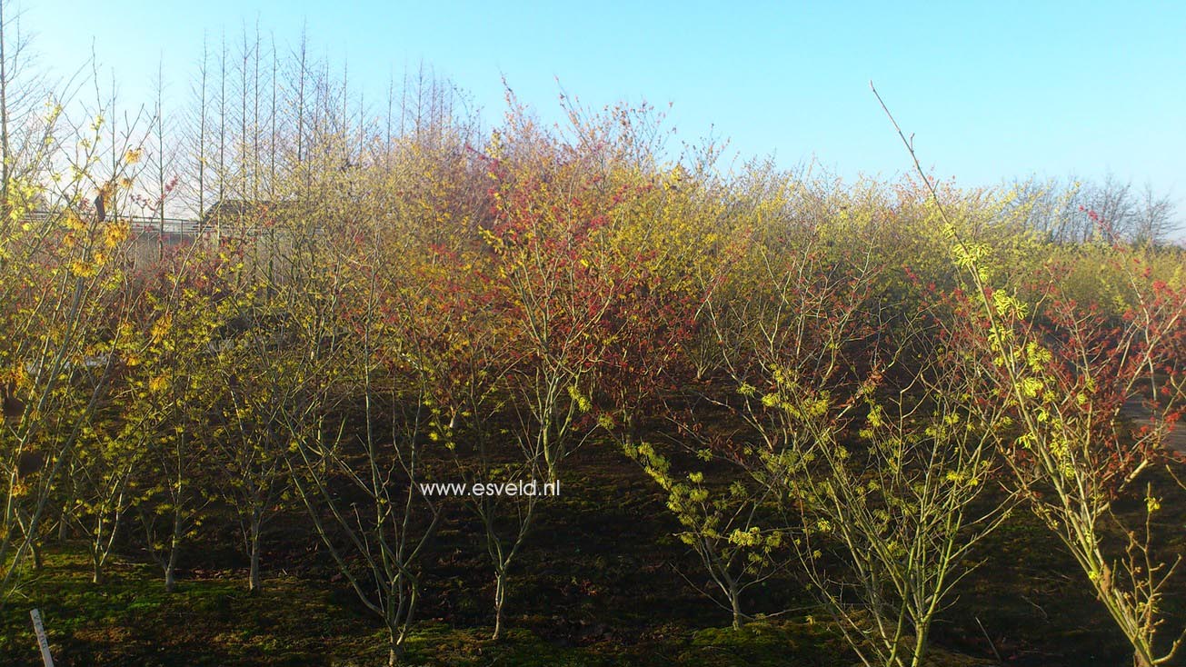 Hamamelis intermedia