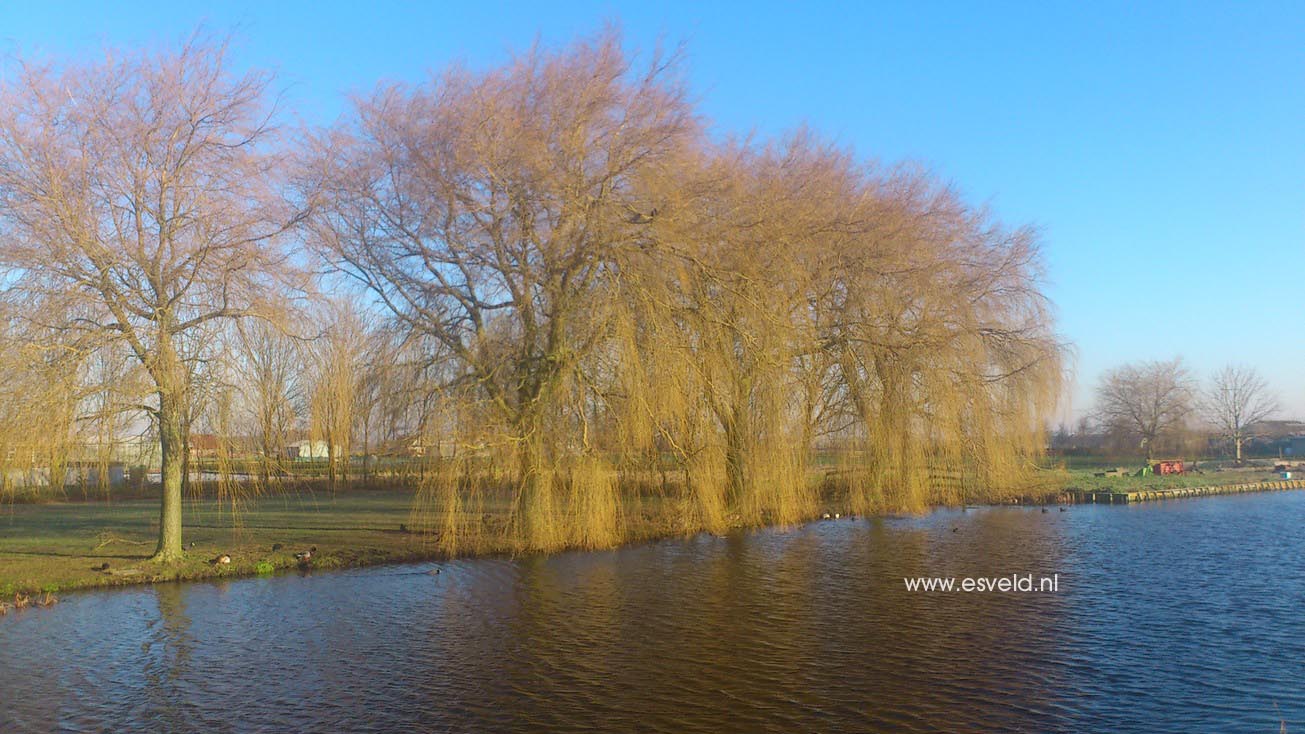 Salix sepulcralis 'Chrysocoma'
