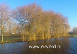 Salix sepulcralis 'Chrysocoma'