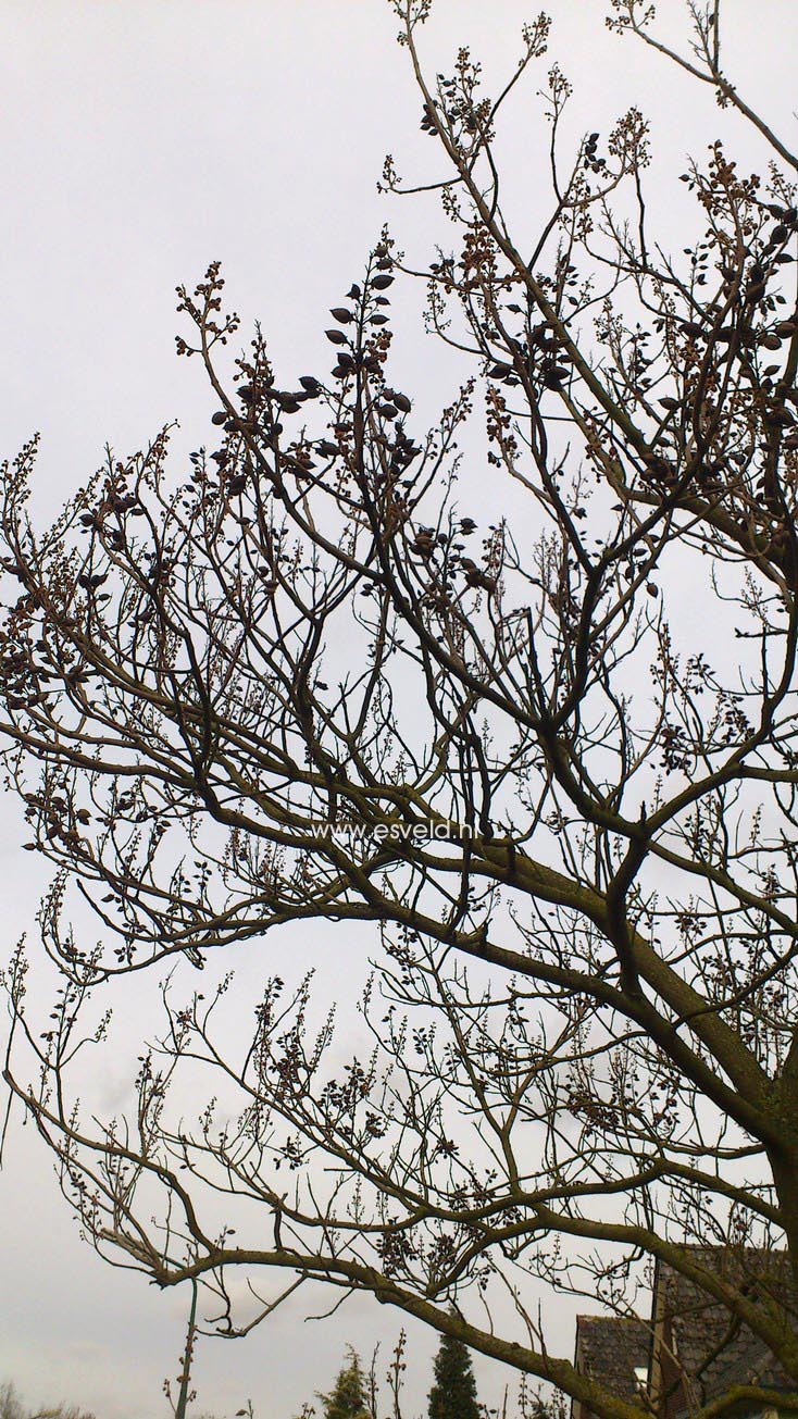 Paulownia tomentosa