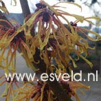 Hamamelis intermedia 'Aurora'