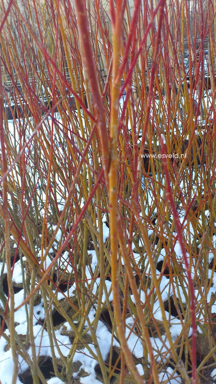 Salix alba 'Chermesina'