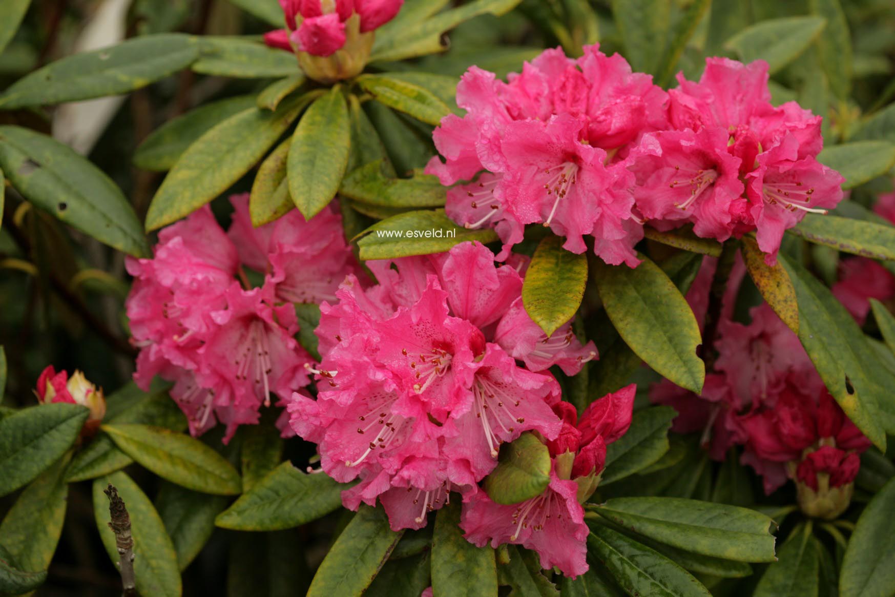 Rhododendron 'Lee's Scarlet'