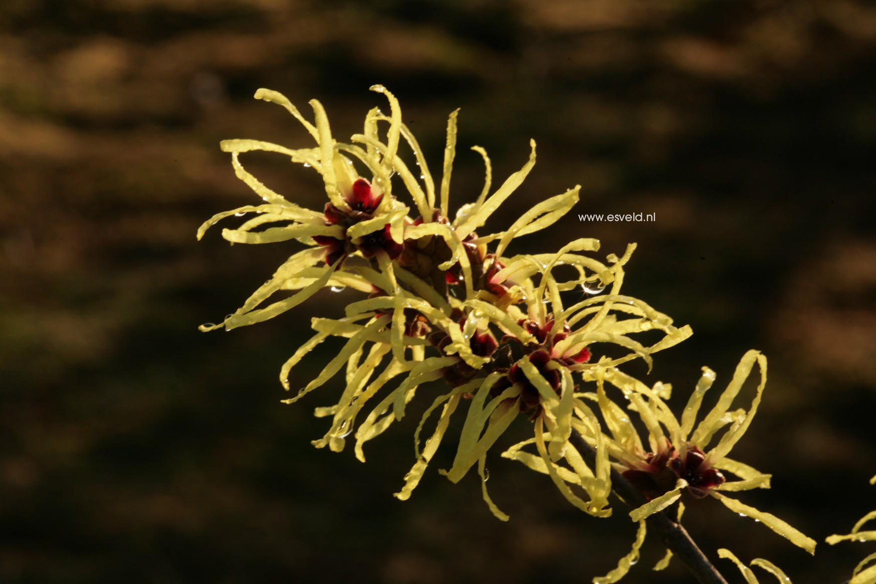 Hamamelis intermedia 'Sunburst'
