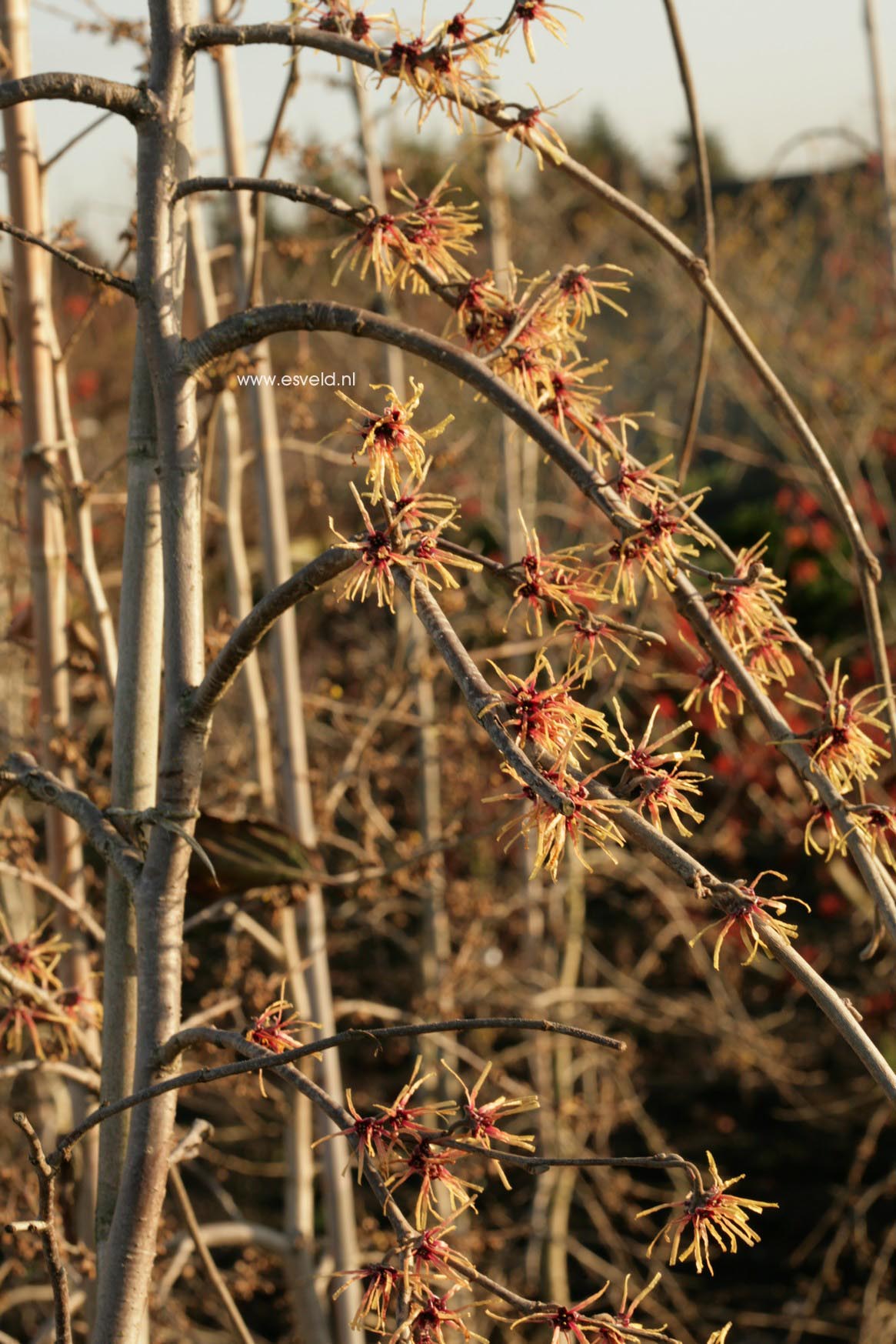 Hamamelis intermedia