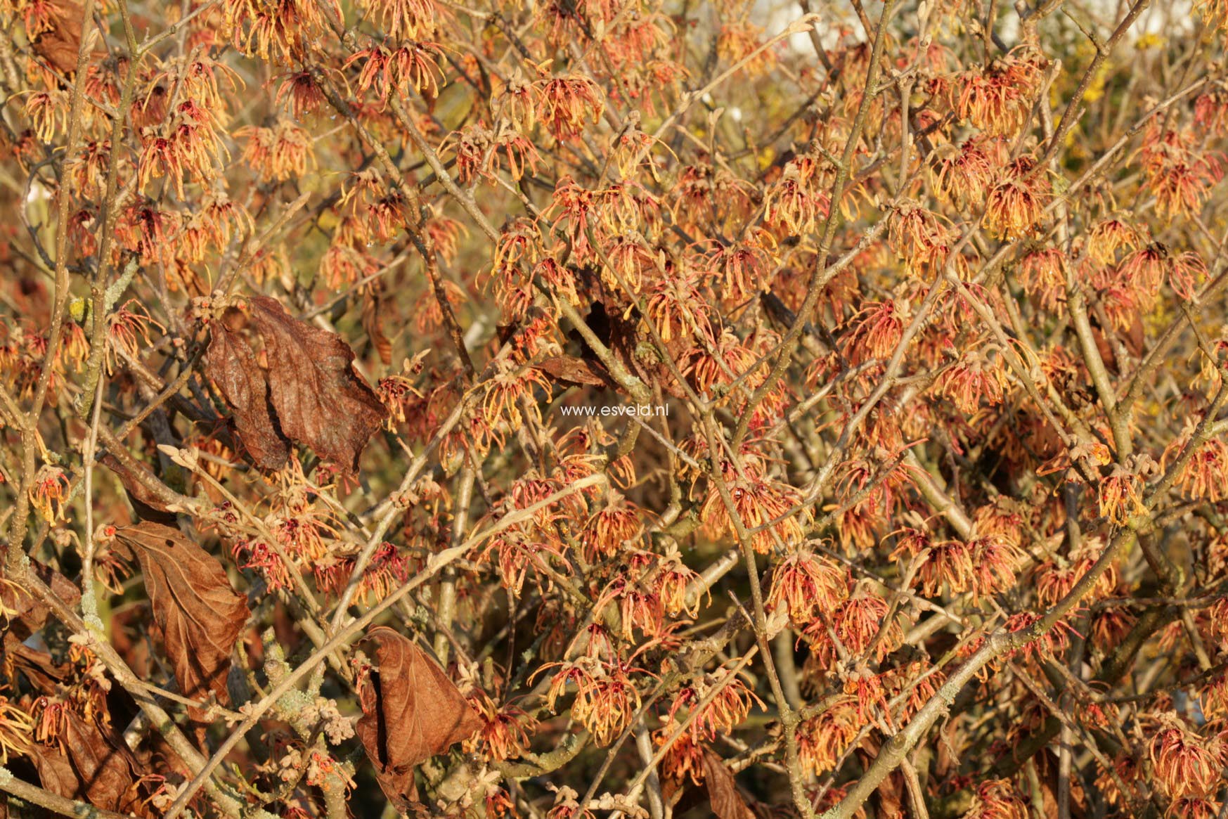 Hamamelis intermedia 'Aurora'