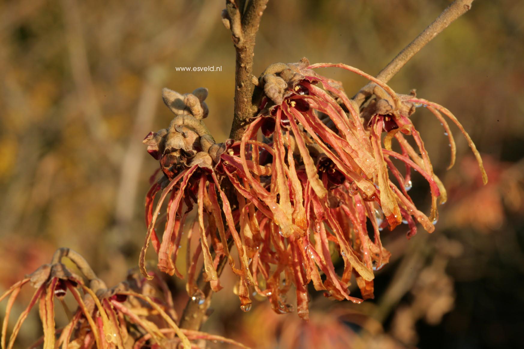 Hamamelis intermedia 'Aurora'