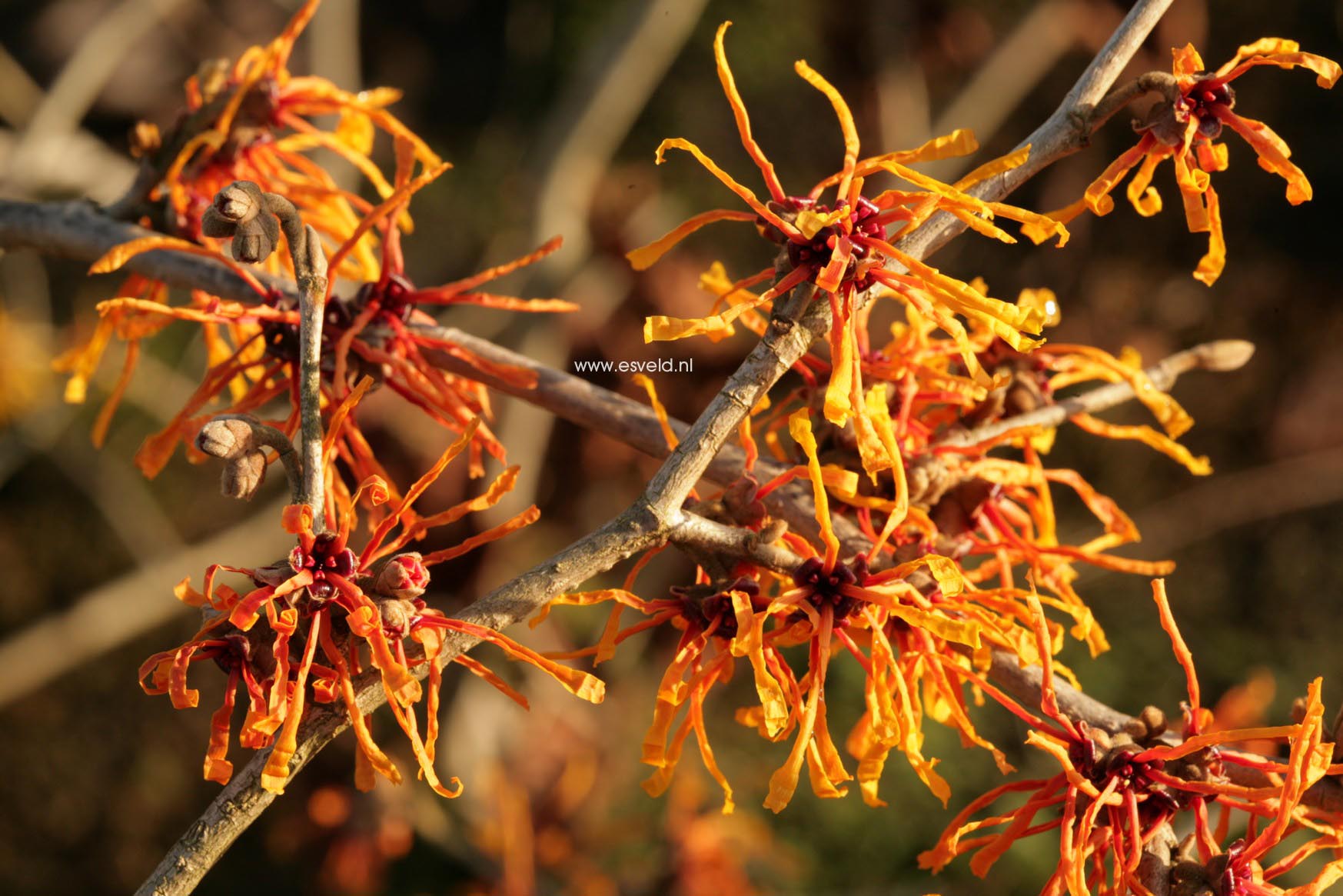 Hamamelis intermedia 'Vesna'