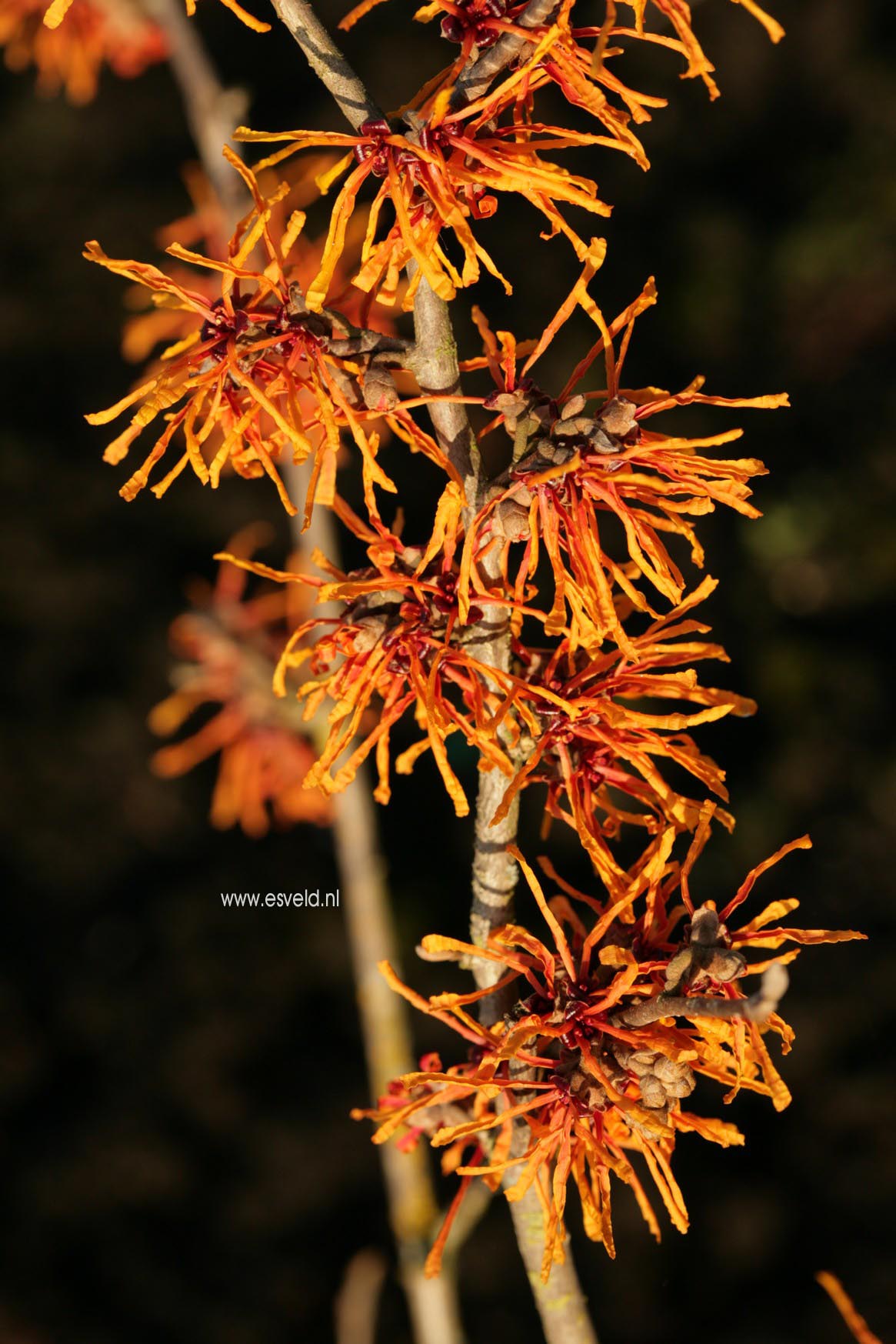 Hamamelis intermedia 'Aphrodite'