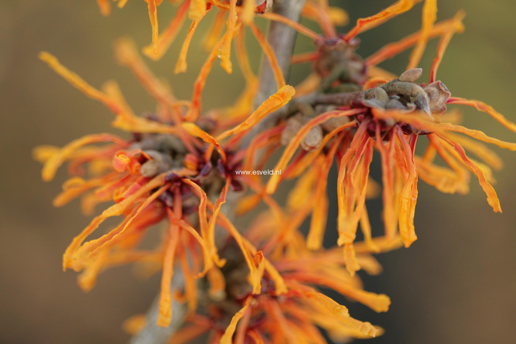 Hamamelis intermedia 'Aphrodite'