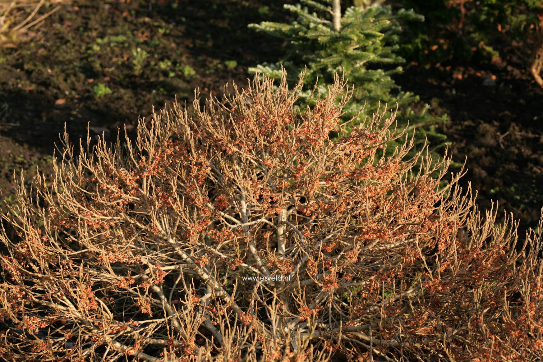 Hamamelis vernalis 'Quasimodo'
