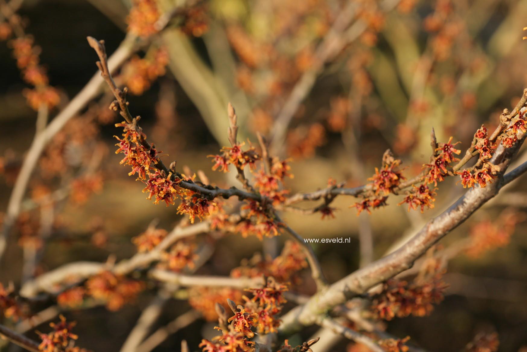 Hamamelis vernalis