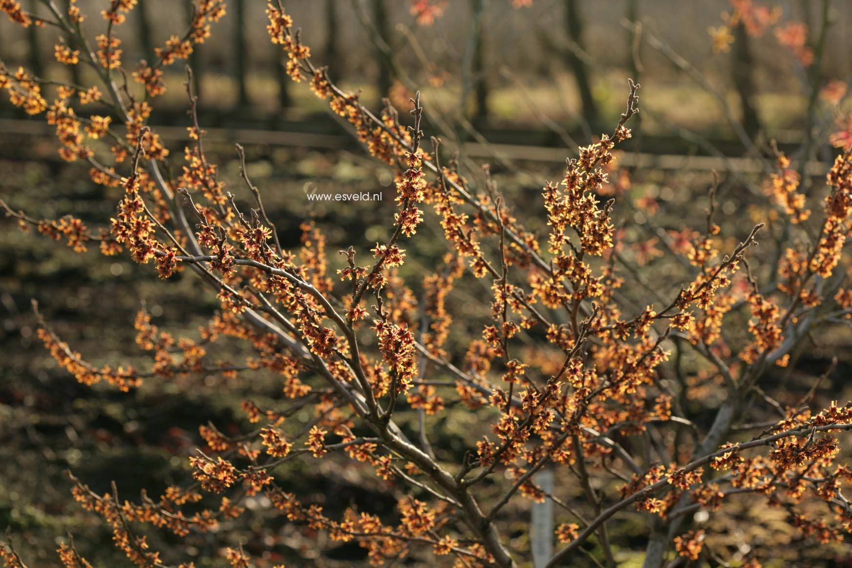 Hamamelis vernalis