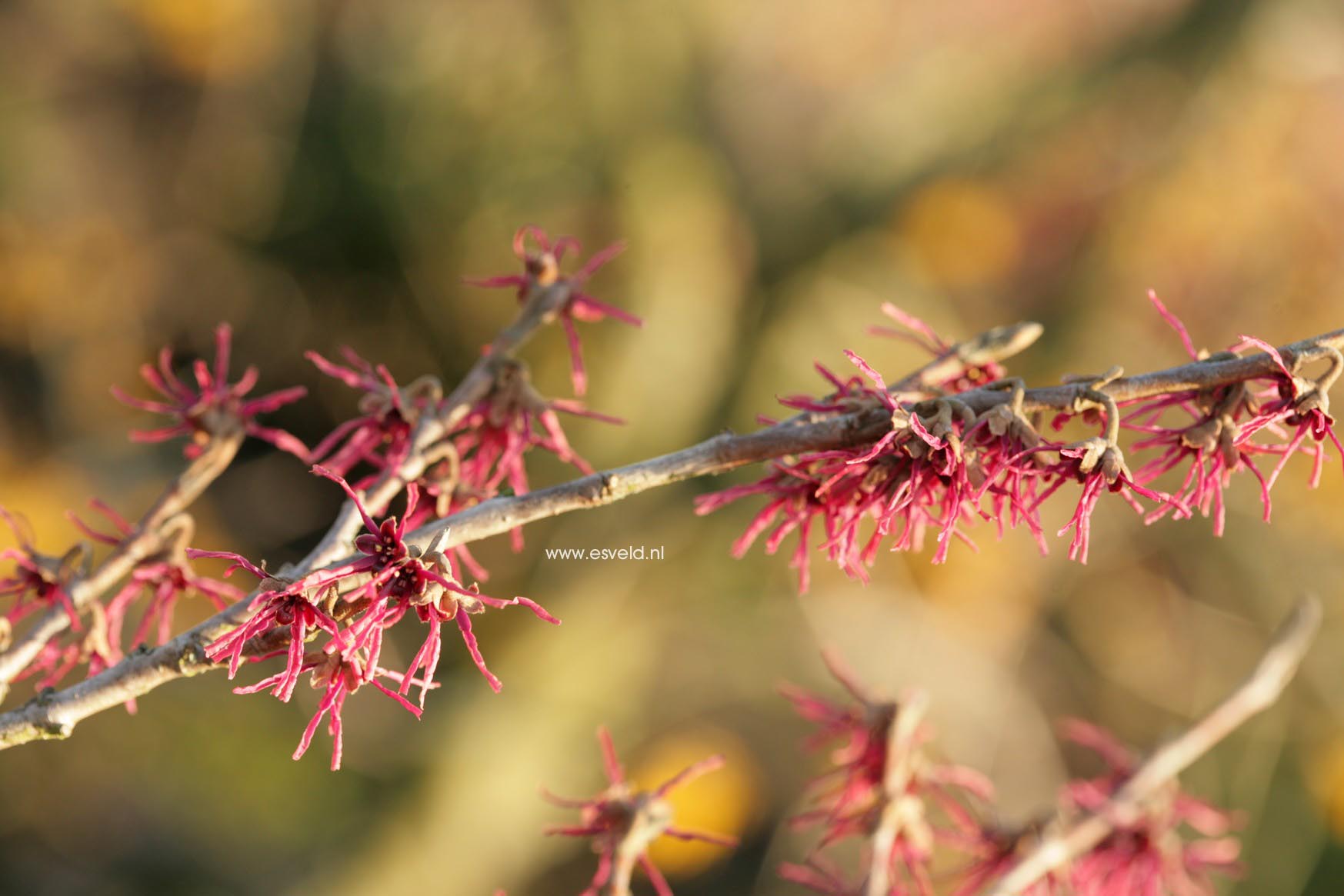 Hamamelis vernalis 'Purple Seedling'
