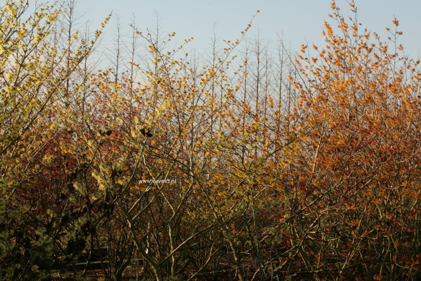 Hamamelis intermedia