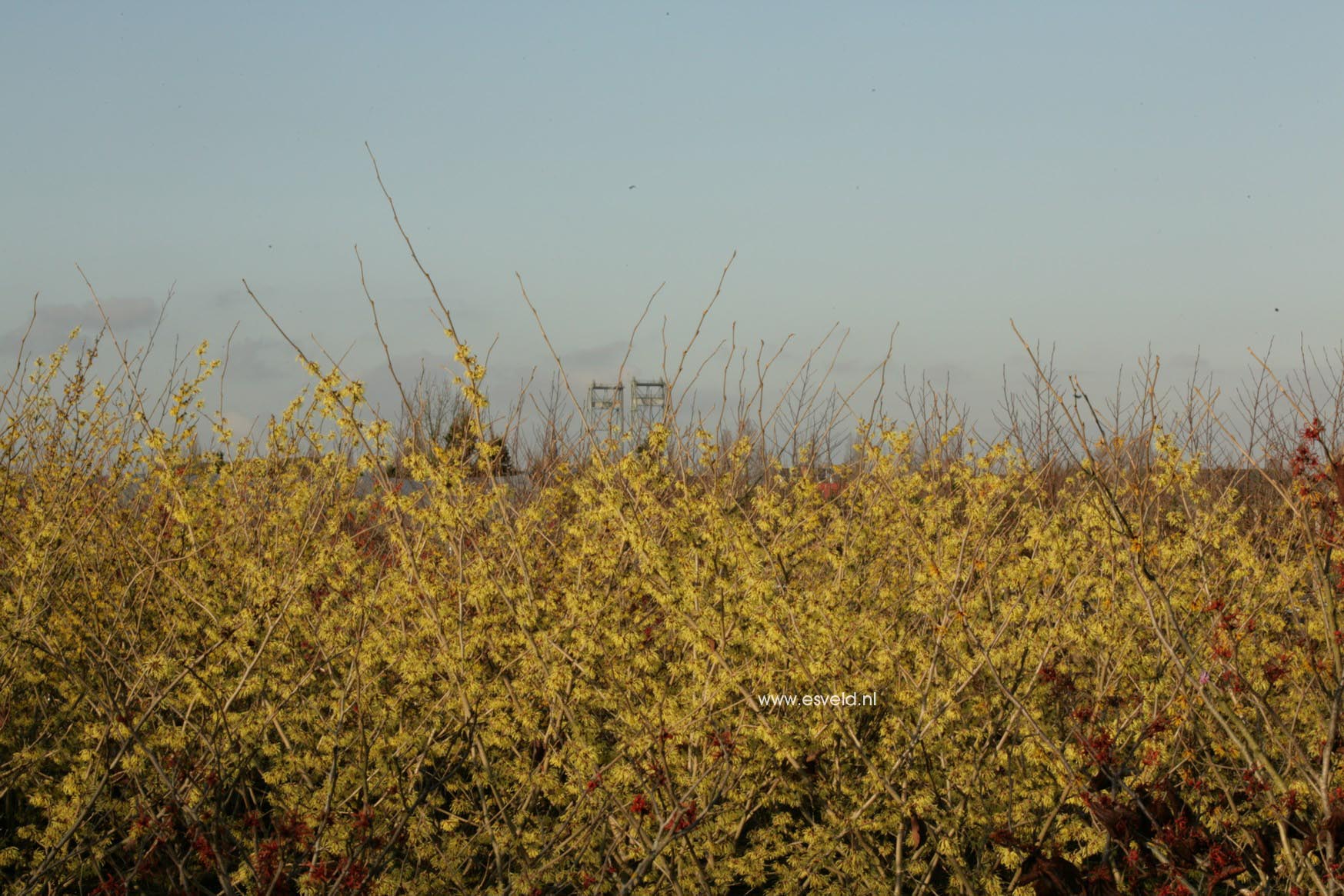 Hamamelis intermedia