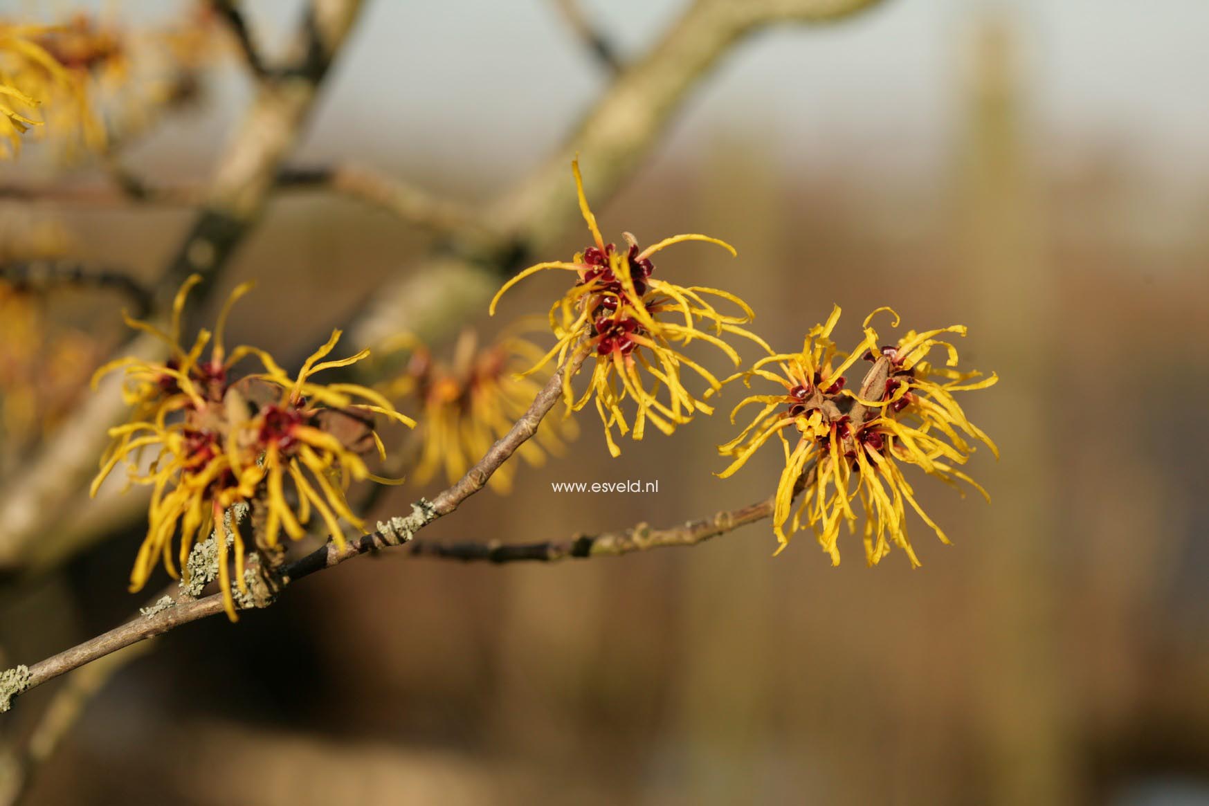 Hamamelis intermedia 'Barmstedt Gold'