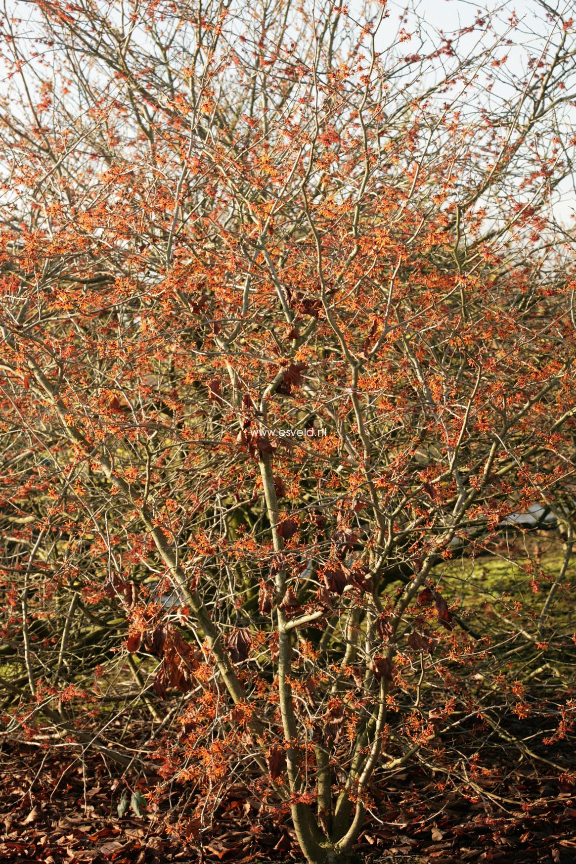 Hamamelis intermedia 'Aphrodite'