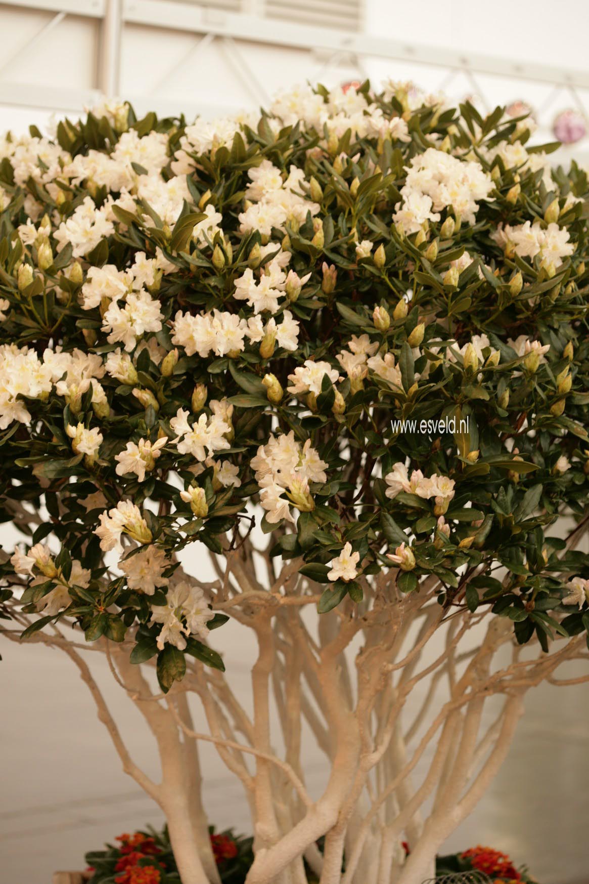 Rhododendron 'Cunningham's White'