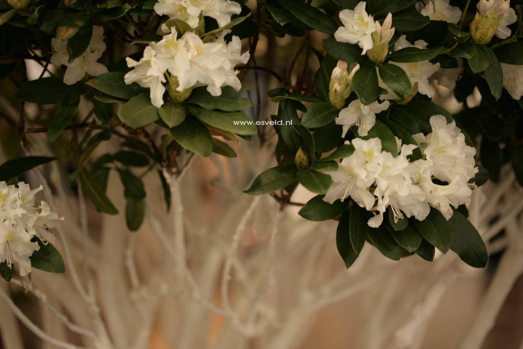 Rhododendron 'Cunningham's White'