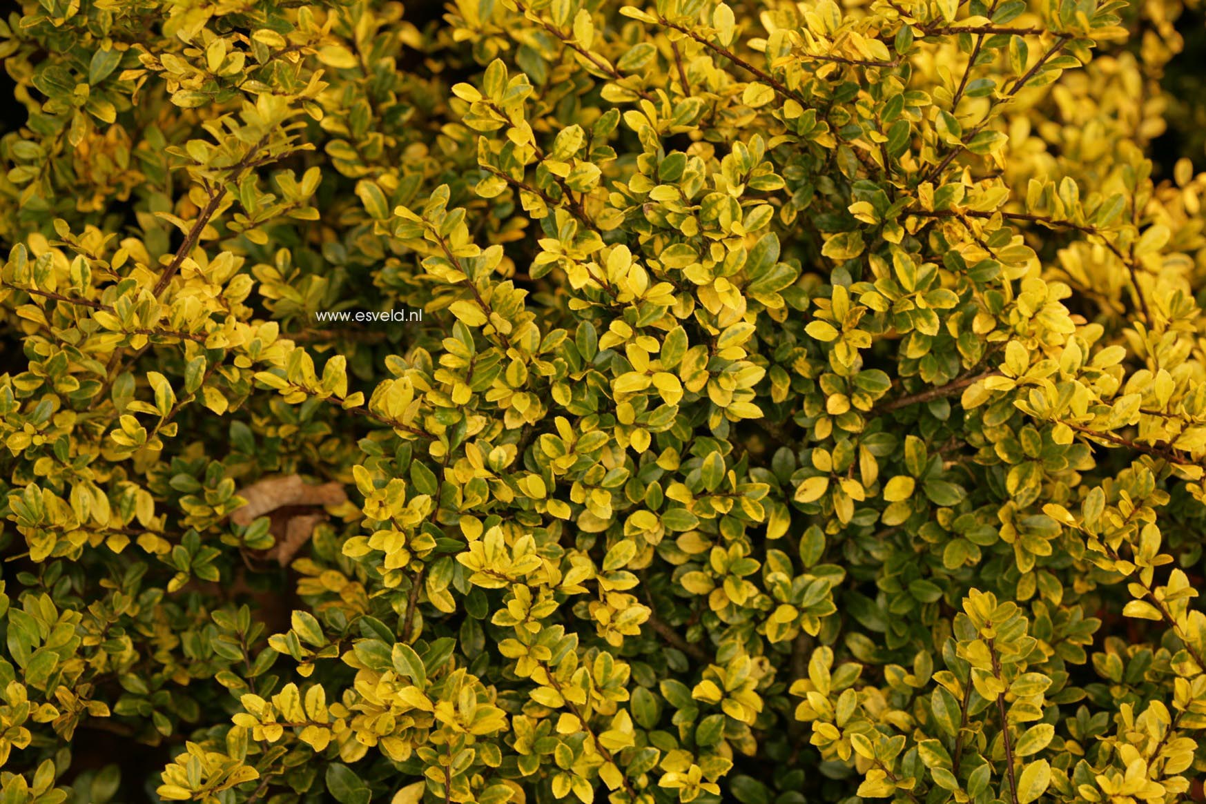 Ilex crenata 'Golden Gem'