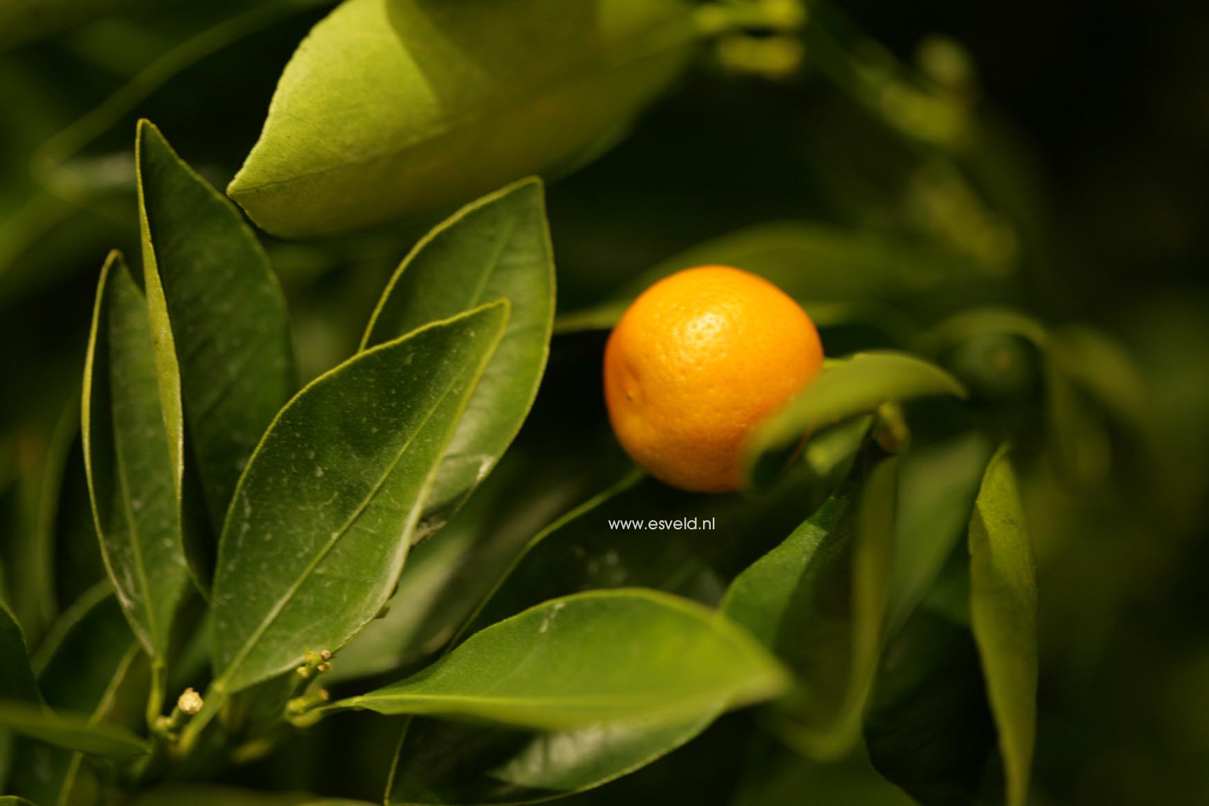Citrus mitis