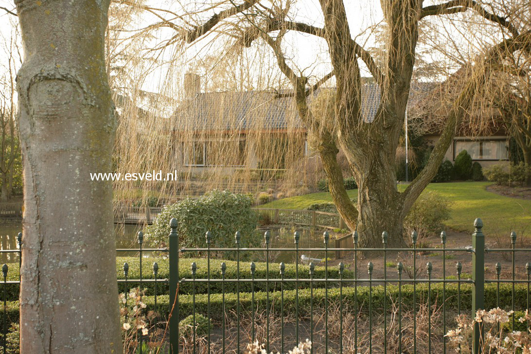 Salix sepulcralis 'Chrysocoma'