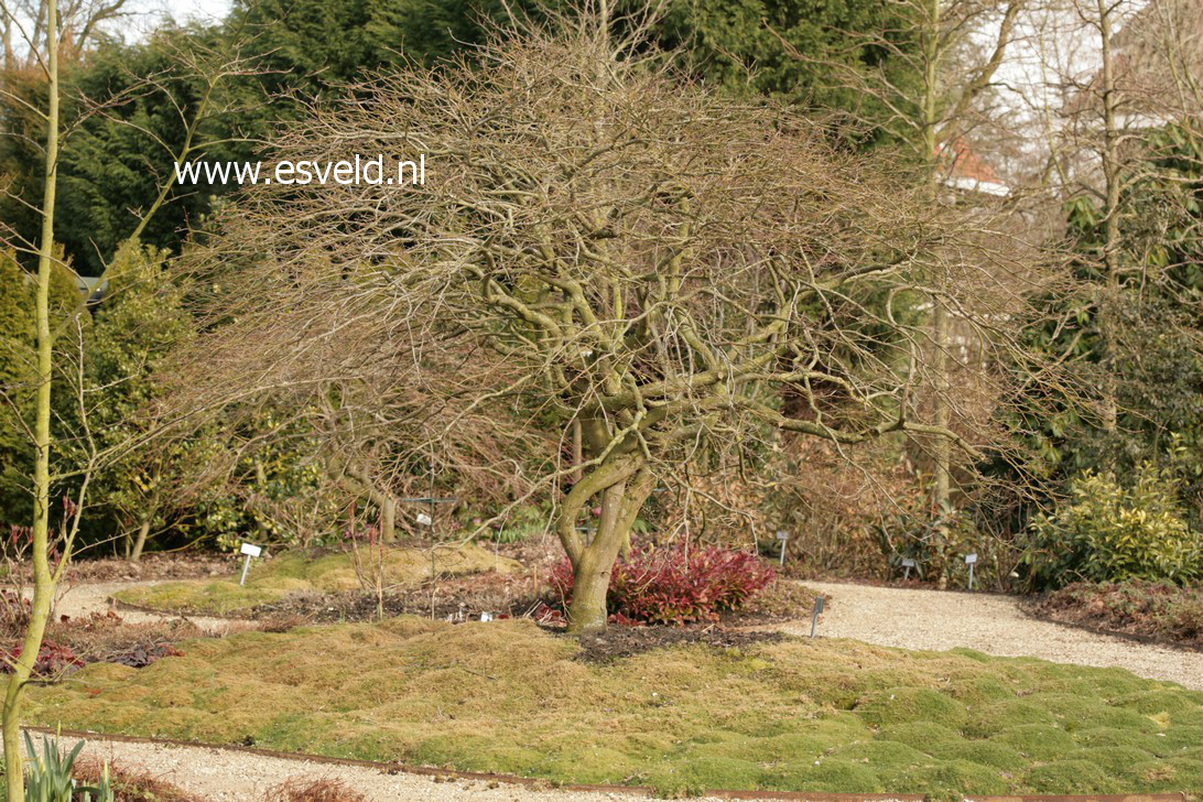 Acer palmatum 'Dissectum'