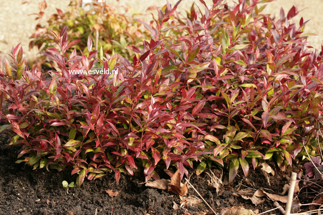 Leucothoe 'Zeblid' (SCARLETTA)