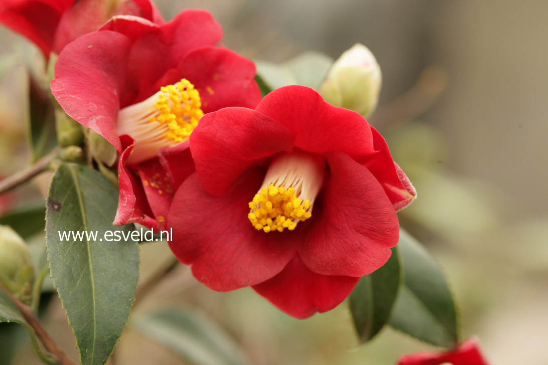 Camellia japonica 'Adeyaka'