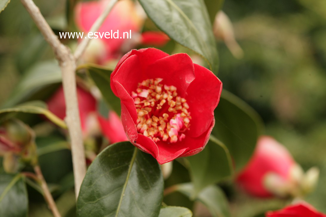 Camellia japonica 'Kimberley'