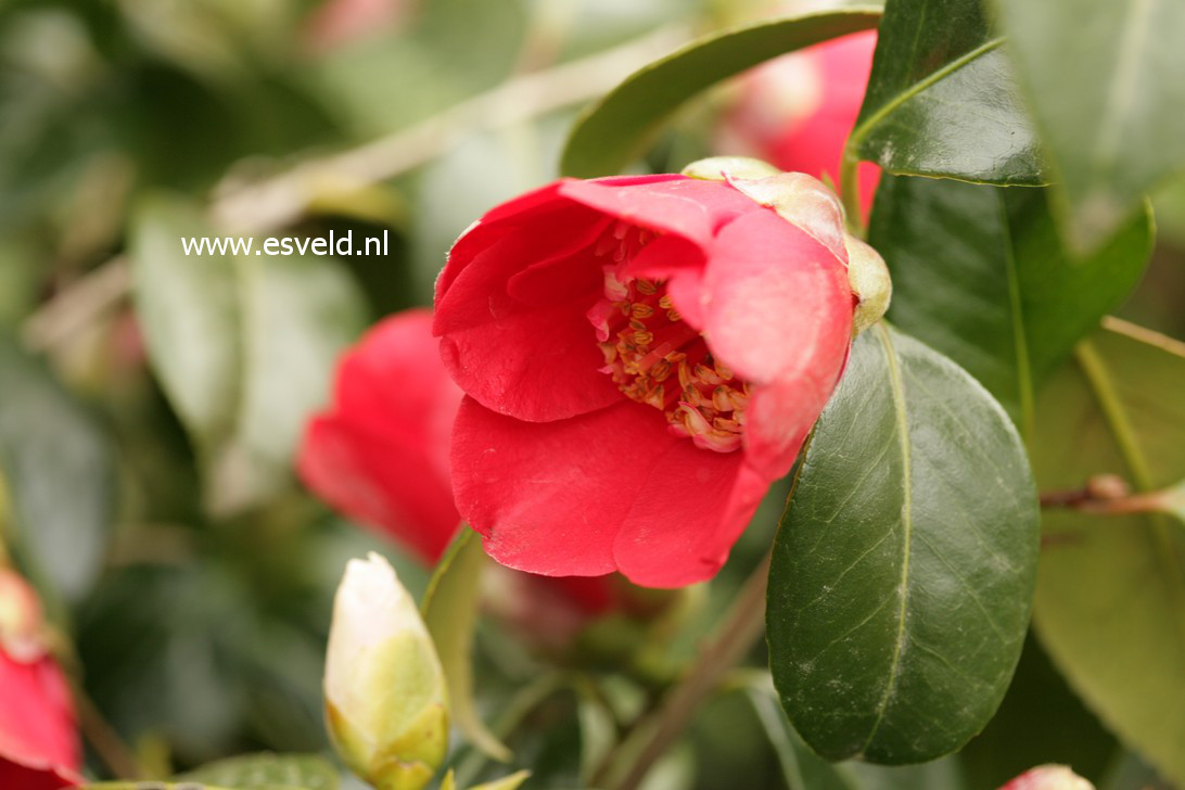 Camellia japonica 'Kimberley'