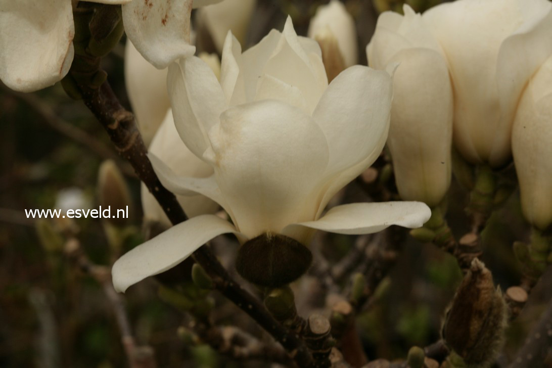 Magnolia denudata