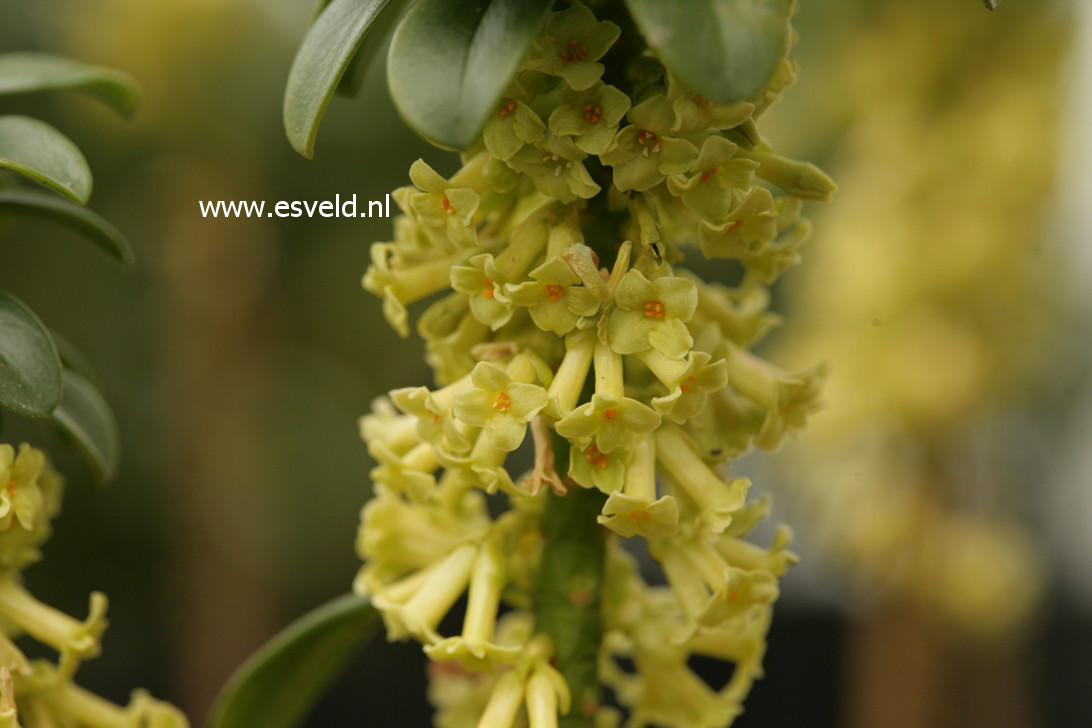 Daphne laureola