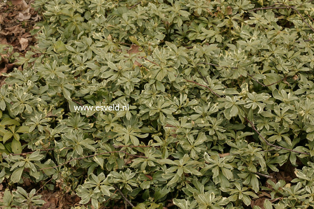 Pachysandra terminalis 'Variegata'