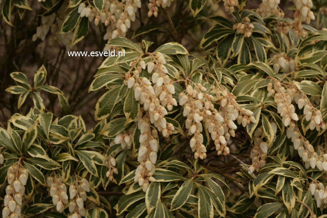 Pieris japonica 'White Rim'