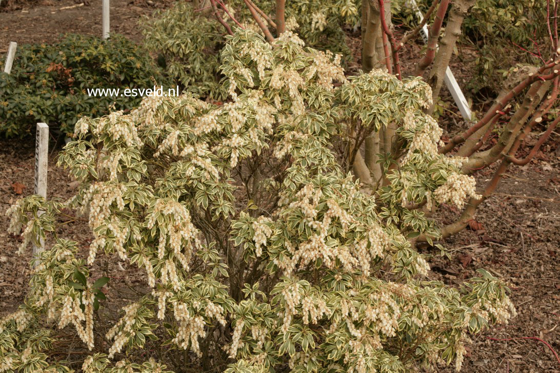 Pieris japonica 'White Rim'